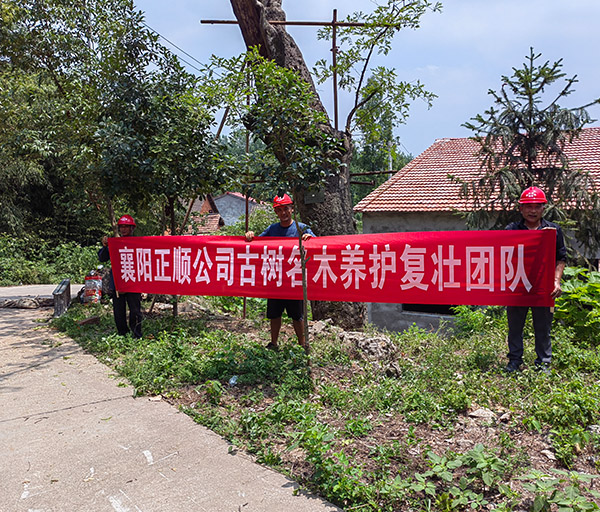 古樹(shù)體檢修復