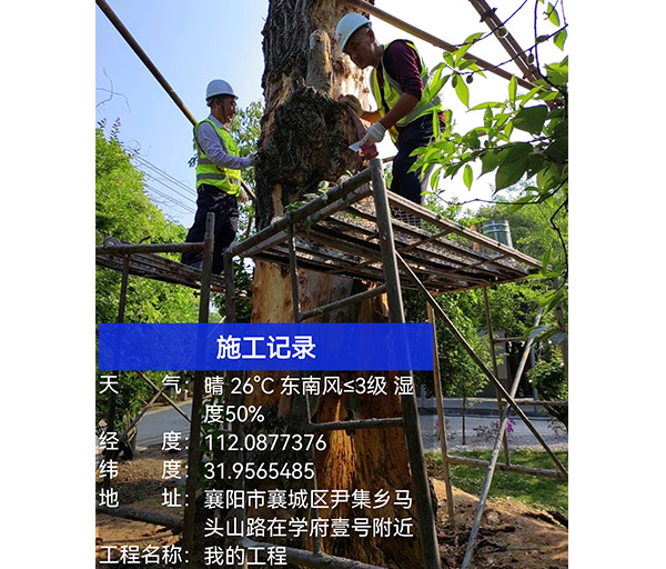 古樹(shù)體檢修復