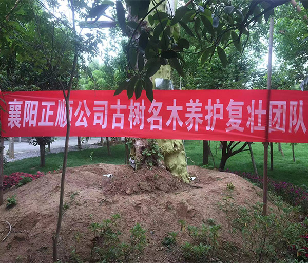 古樹(shù)體檢修復