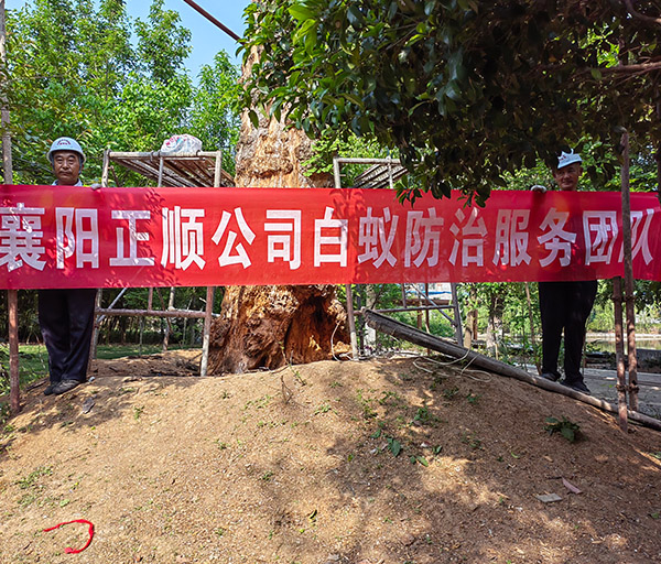 古樹(shù)體檢修復